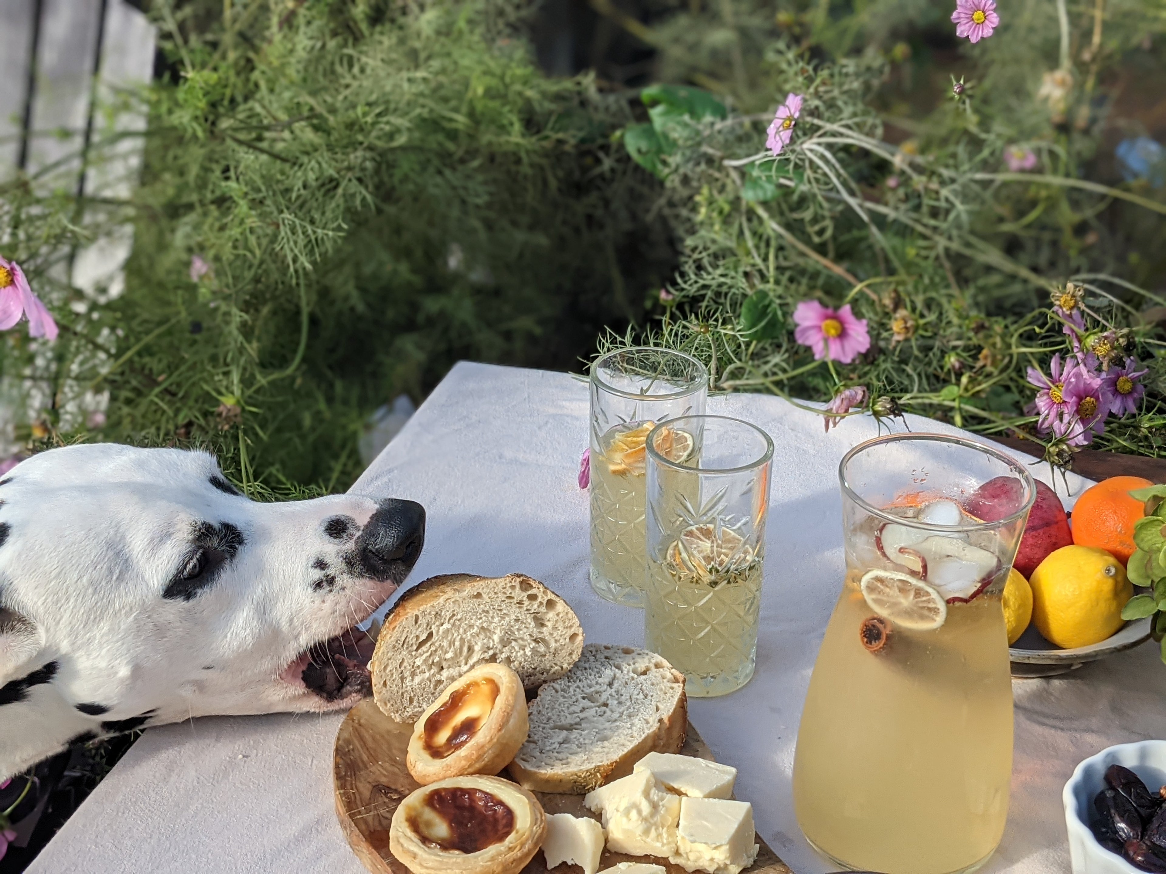 our wonderful dog was quite sneaky in this picture of BABIDA's White Sangria - there he is, stealing half a loaf of bread from the table!