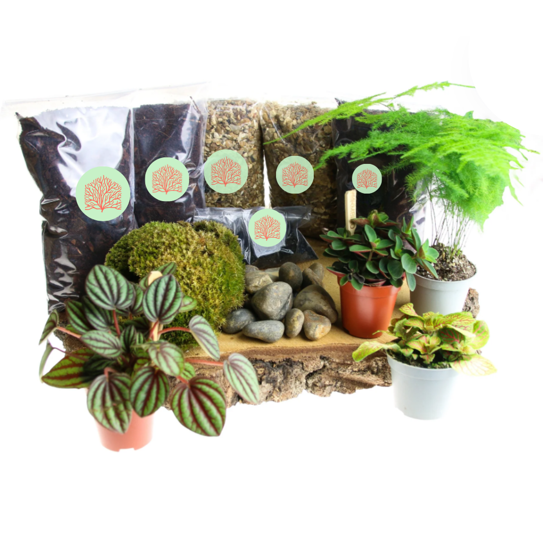 BABIDA Drinks Kit & Carafe .... AND Terrarium Kit Giveaway