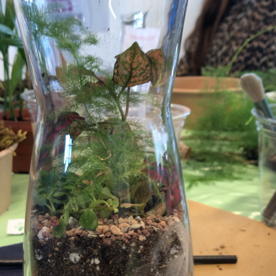 BABIDA Drinks Kit & Carafe .... AND Terrarium Kit Giveaway